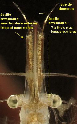 Praunus_flexuosus