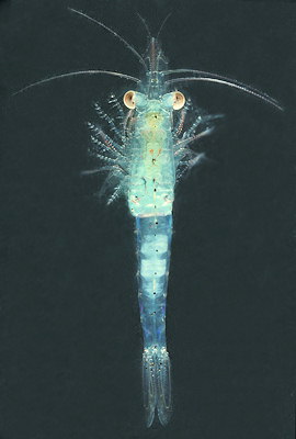 Praunus inermis