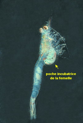 Praunus inermis