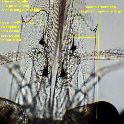 Praunus inermis