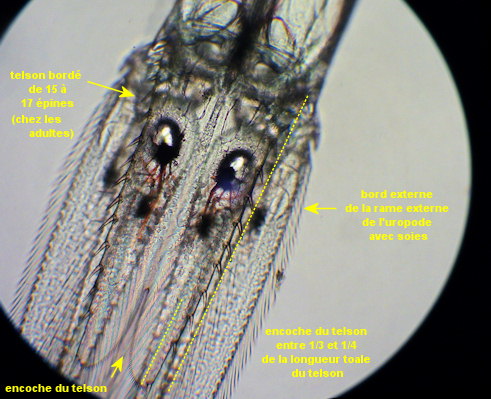 Praunus inermis