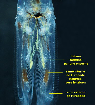 Schistomysis parkeri