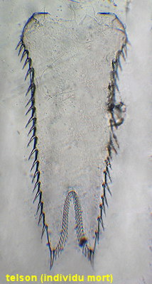 Schistomysis parkeri