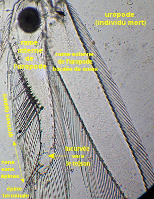 Schistomysis parkeri