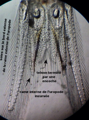 Schistomysis spiritus