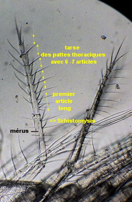 Schistomysis spiritus