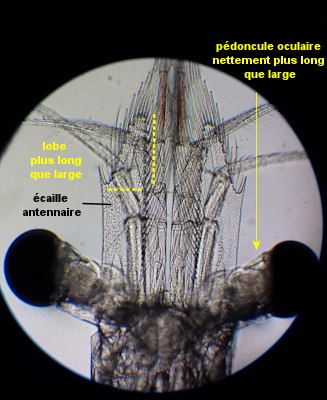 Schistomysis spiritus