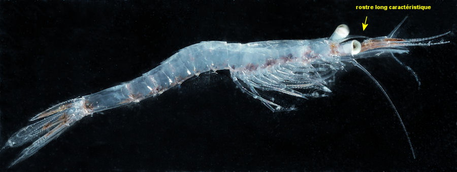 Siriella armata