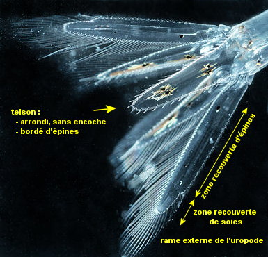 Siriella armata