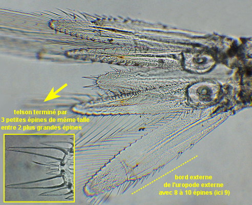 Siriella clausii