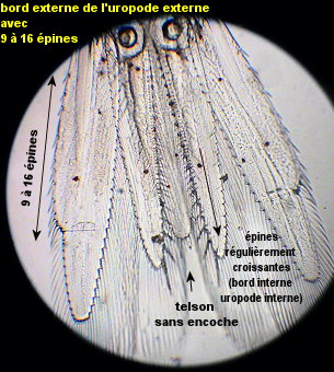 Siriella jaltensis