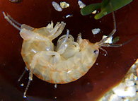 Orchestia gammarellus