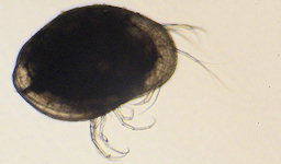 ostracode