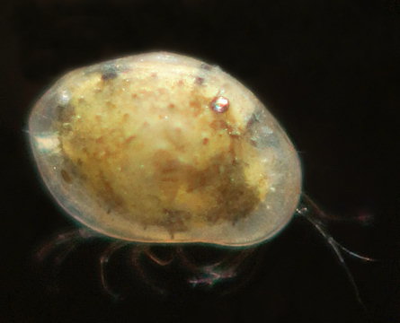 ostracode