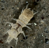 gnathiidae : adulte mâle (ici paragnathia formica)