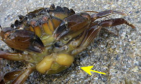 sacculine sur un crabe vert