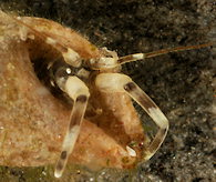 Siphonoecetes kroyeranus