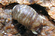 Sphaeroma serratum