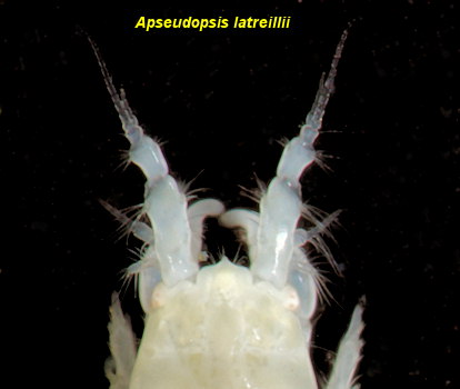 Apseudopsis latreillii