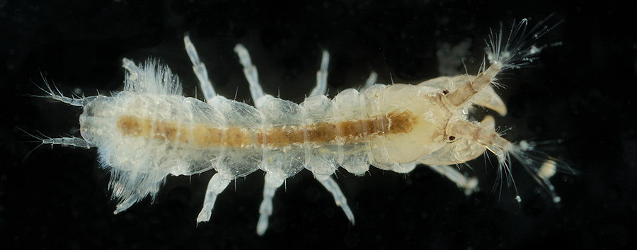 Parasinelobus chevreuxi