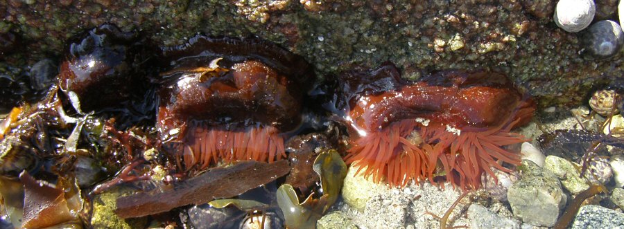 Actinia equina