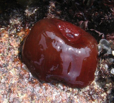 Actinia equina