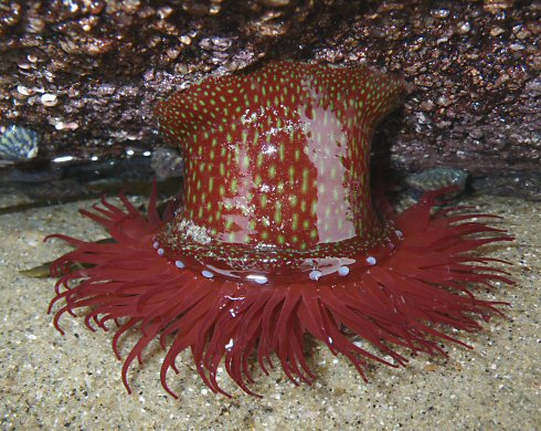 Actinia fragacea