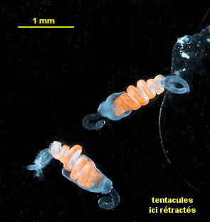 Agalma elegans