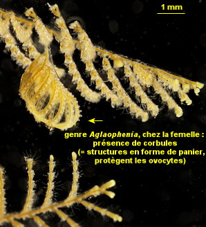 Aglaophenia tubiformis