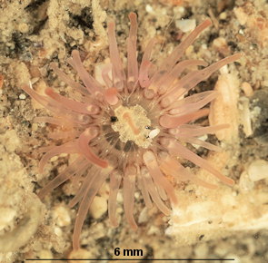 Aiptasiogeton hyalinus