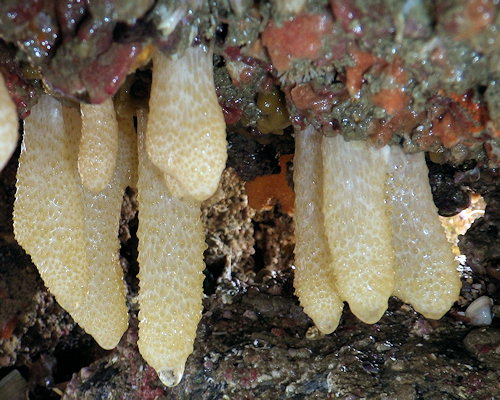 Alcyonium digitatum