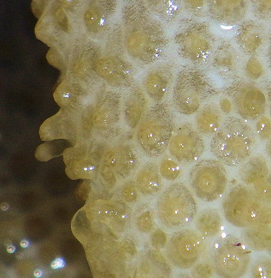 Alcyonium digitatum