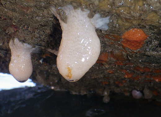 Alcyonium digitatum