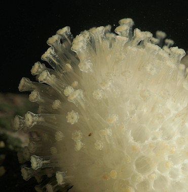 Alcyonium digitatum