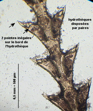 Amphisbetia operculata