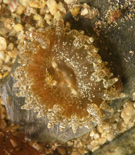 Anthopleura ballii