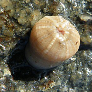 Bunodactis verrucosa