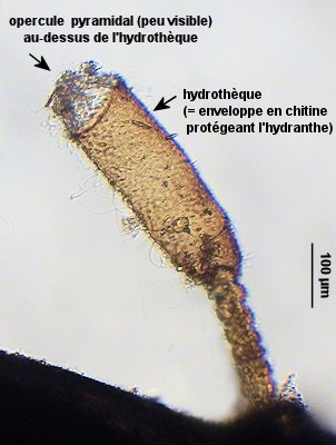 Calycella syringa