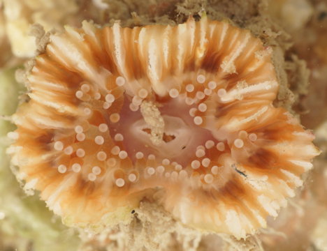 Caryophyllia