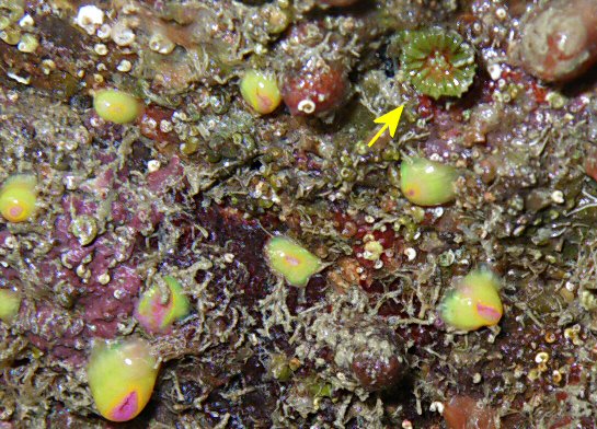 Caryophyllia