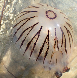Chrysaora hysoscella