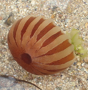 Chrysaora hysoscella