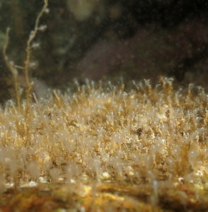 Cladocoryne floccosa