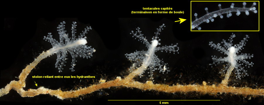 Cladocoryne floccosa