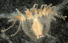 Cladonema radiatum