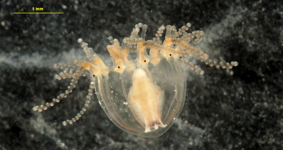 Cladonema radiatum