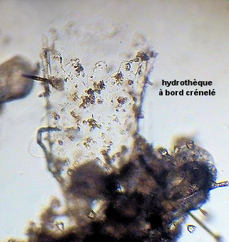 Clytia hemisphaerica