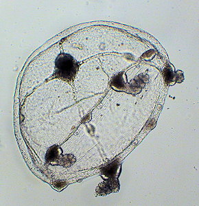 Clytia hemisphaerica