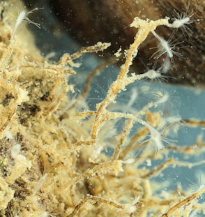 Cordylophora caspia