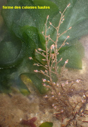 Coryne muscoides